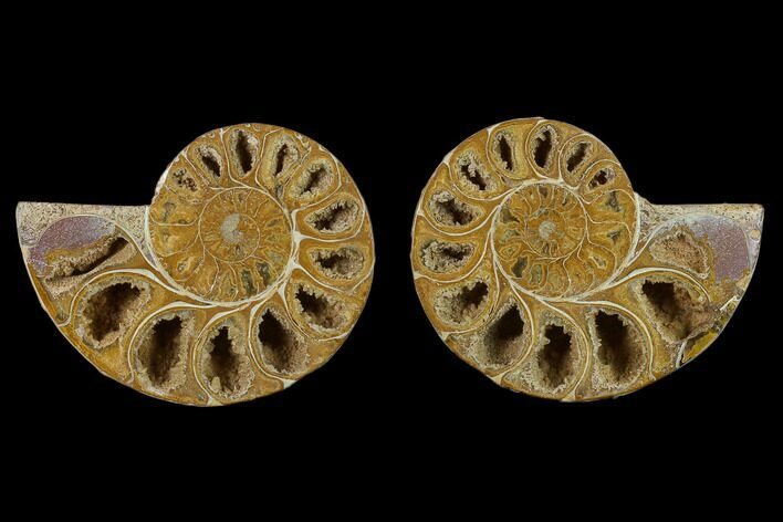Cut & Polished Agatized Ammonite Fossil- Jurassic #131653